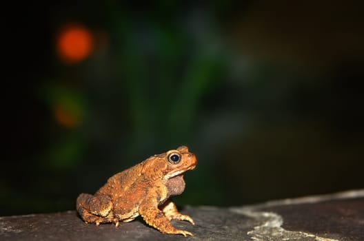 Tropical frog sitting on the rock at night