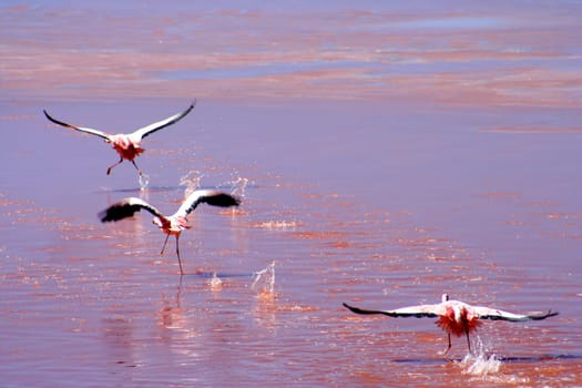 Flamingos over the red water surface of the Laguna Colorada in southern Altiplano, Bolivia