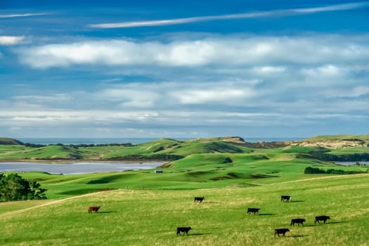 Cows grazing on the pasture in the North Island, New Zealand