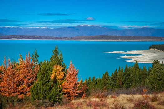 Color of autumn on the New Zealand south island