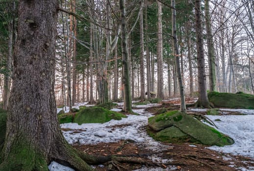 Dense forest in winter, Karkonosze mountains, Poland