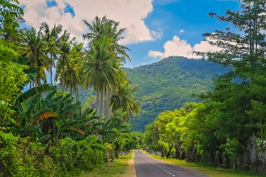 Road through jungle on the Indonesian island of Sumbawa
