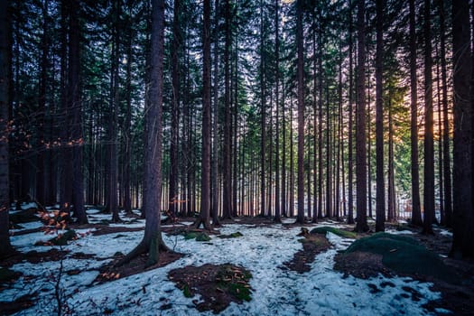 Dense pine forest in winter, Karkonosze mountains, Poland