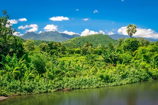 Dense jungle on the Indonesian island of Sumbawa