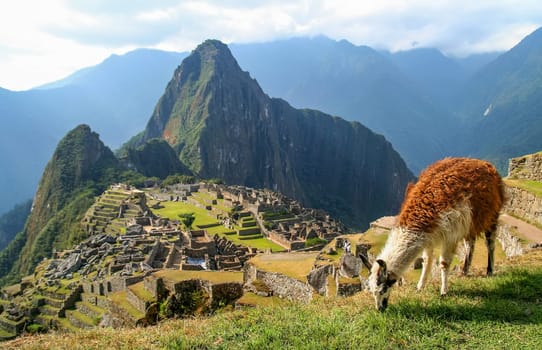 Llama in front of ancient inca town of Machu Picchu