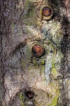 Close up tree bark pattern and texture