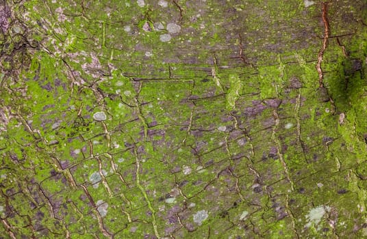 Close up tree bark pattern and texture
