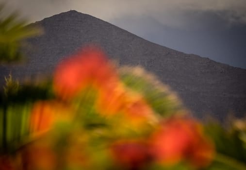 Peak of a  volcano with colorful defocused flowers in the foreground, southern Lanzarote, Canary Islands, Spain