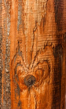 Close up of a tree pattern and texture