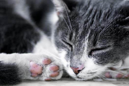 Macro photo about a sleeping tabby white cat.