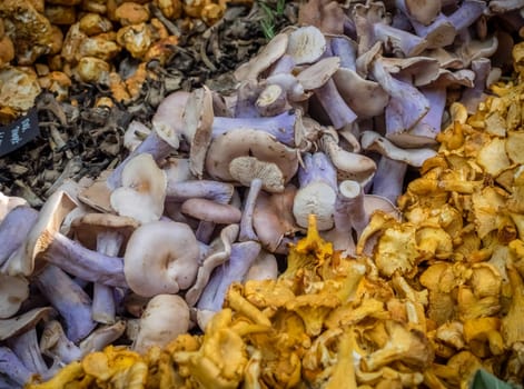 Various kinds of mushrooms on sale in the farmers Borough Market in London, England, Uk