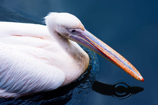 The pelican bird is swimming in the water.