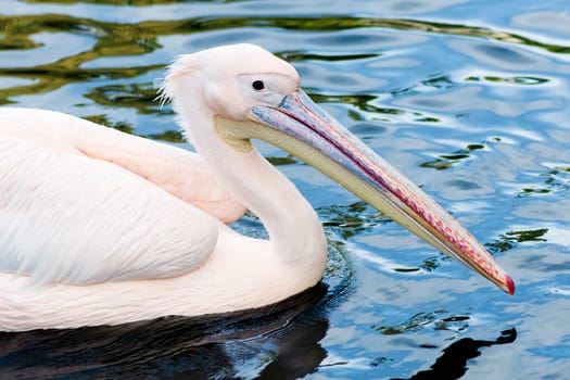 Animal portrait of pelican in the water.