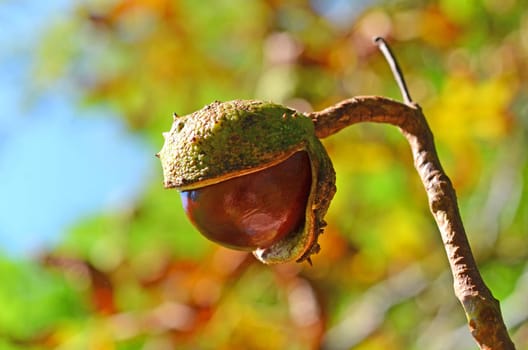 chestnut