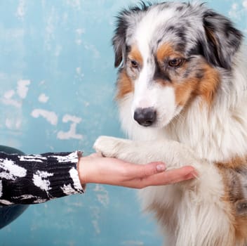 Australian Shepherd