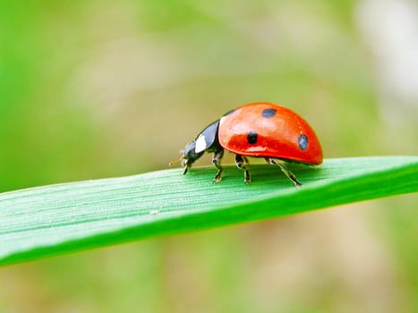 A ladybug on a green leaf of grass