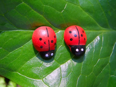 Two ladybugs on the big green leaf