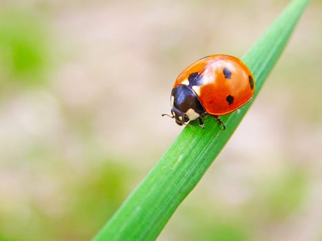 A ladybug on a green leaf of grass