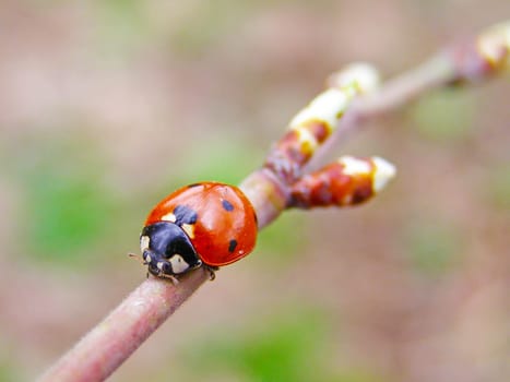 A ladybug on a blossom branch tree