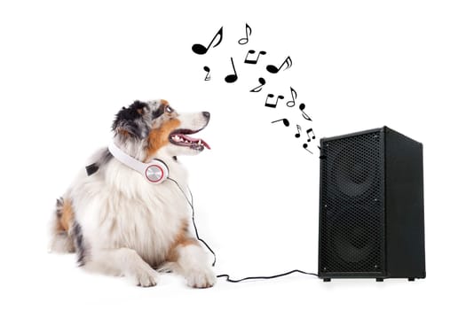 Dog hears song from box