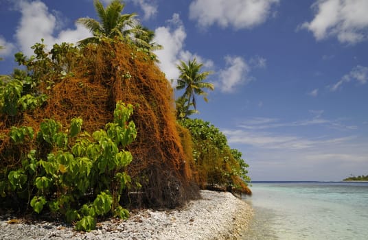 Strange plant overgrown palm trees in Fakarava / South Sea
