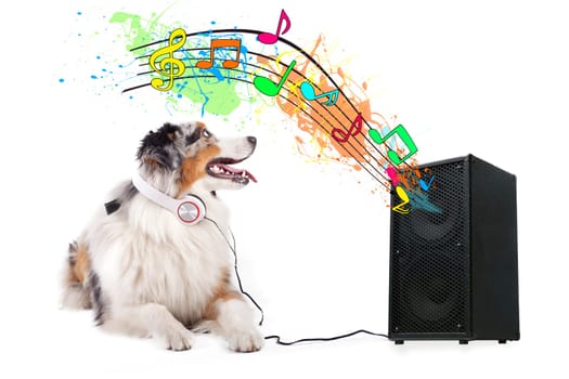 Dog hears song from box