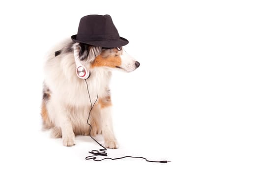 musical dog