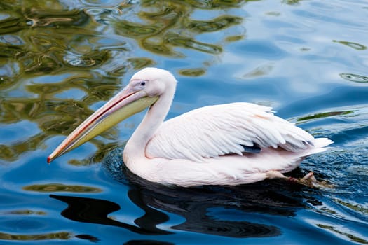 The pelican bird is swimming in the water.