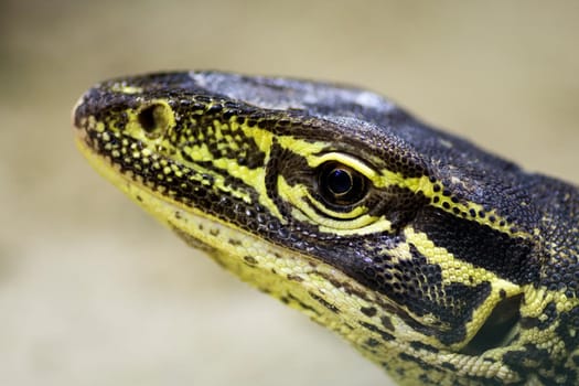 Animal portrait of big yellow black lizard.