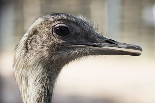 Animal portrait of emu bird, profile head.