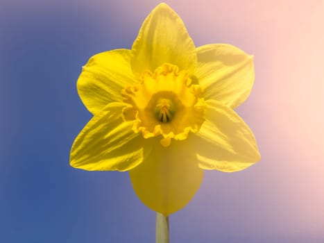 Yellow daffodil flower in spring in the garden