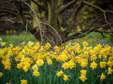 First yellow daffodils blooming in spring in the park