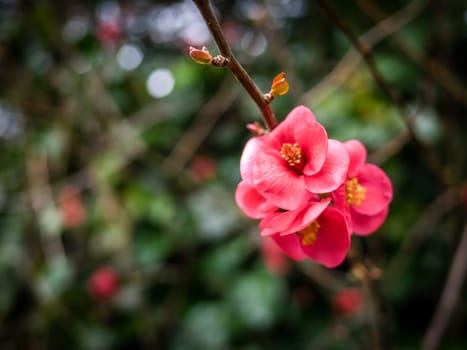 Beautiful quince blossom on a tree branch in spring