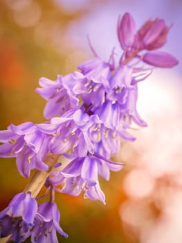 Beautiful purple Campanula rapunculoides flowers blossoming in spring