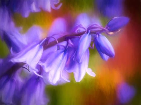 Beautiful Campanula rapunculoides flower blossoming in spring