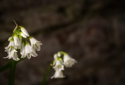 Small closed buds of a beautiful white campanula  blossoming in spring