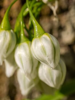 Small closed buds of a beautiful white campanula  blossoming in spring