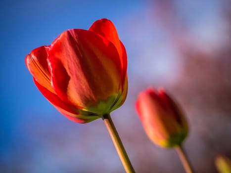 Red tulips in the garden in spring
