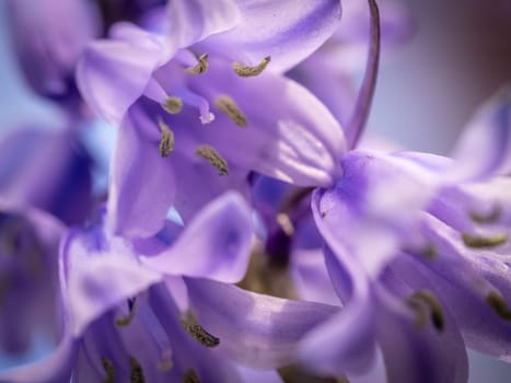 Beautiful Campanula rapunculoides bud close up, blossoming in spring