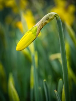 Closed daffodil bud in spring in the park