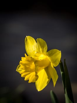 Yellow daffodil flower in spring in the garden