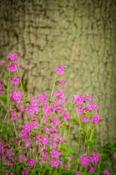 Beautiful purple forget-me-nots flowers photographed in spring