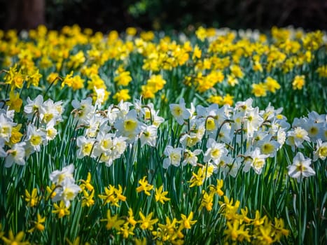 Yellow and white daffodils blooming in spring in the park