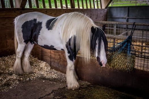 Beautiful white horse eating hay in his stable on a farm