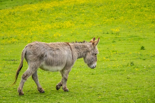 Furry donkey on a meadow on a farm