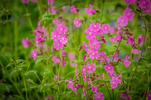Beautiful purple forget-me-nots flowers photographed in spring