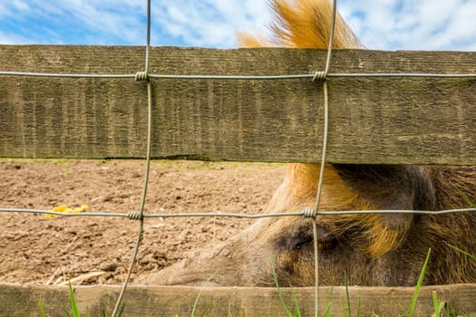 Close-up of a pig snout behind a fence