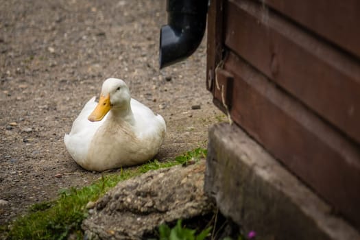Lazy duck on a ground on a farm