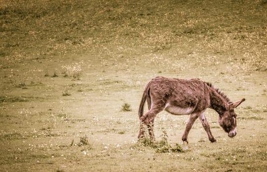 Furry donkey on a meadow on a farm