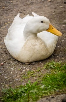 Lazy duck on a ground on a farm